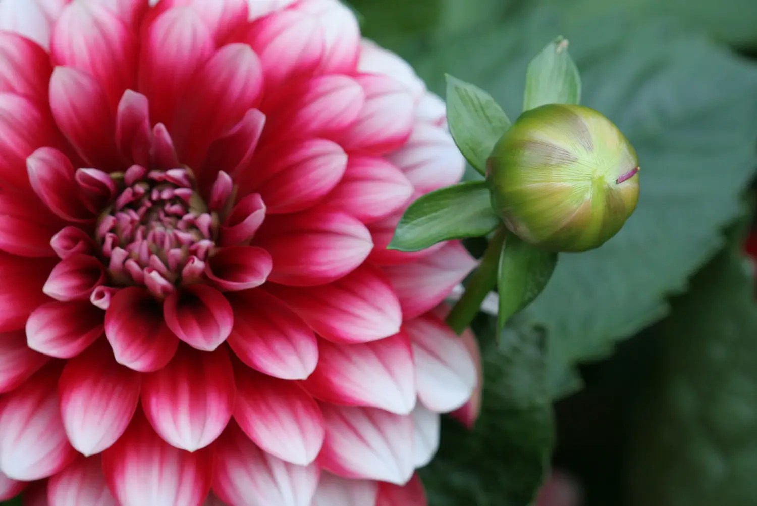 Dahlia Bud