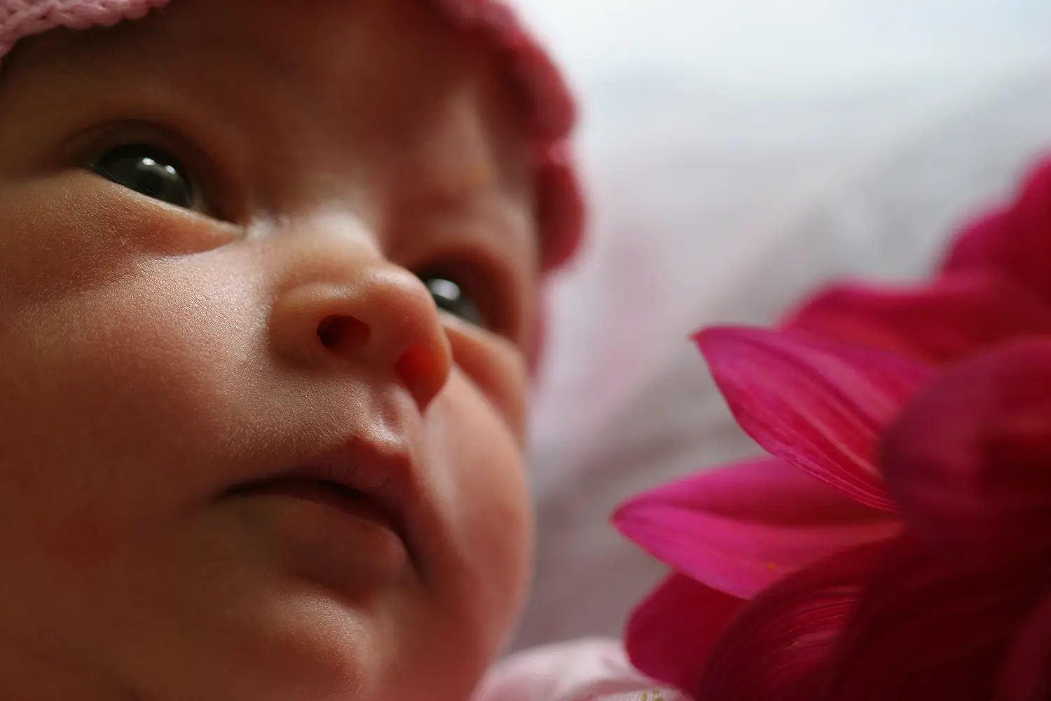 Super closeup of infant girl with blue eyes and pink dahlia